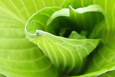 The center leaves in a green hosta plant.