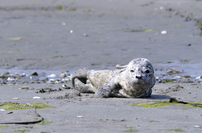 Portrait of dog on beach