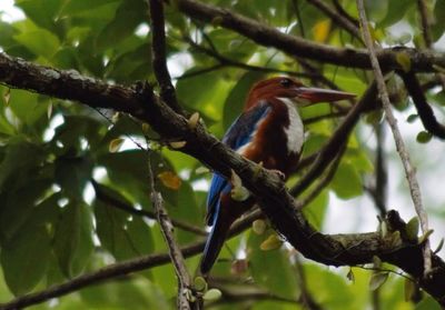 Low angle view of bird perching on tree