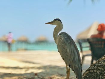 Bird perching on a beach