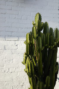 Close-up of cactus plant against wall