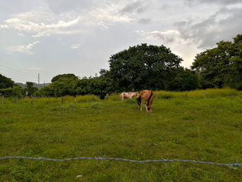 Horses in a field