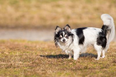 Portrait of dog running on land