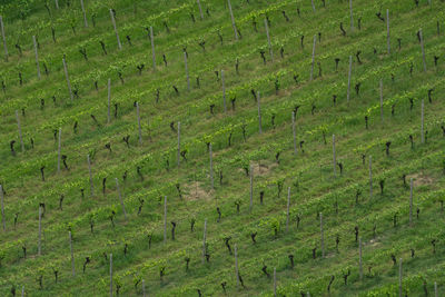 Scenic view of rice field