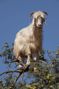 Low angle view of an animal standing against clear blue sky