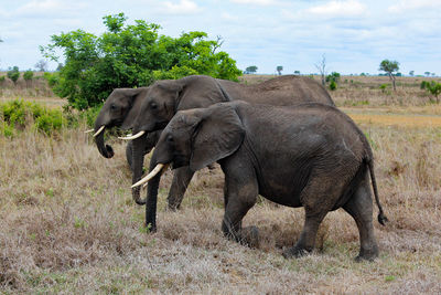 Wild african elephants in mikumi national park in tanzania in africa