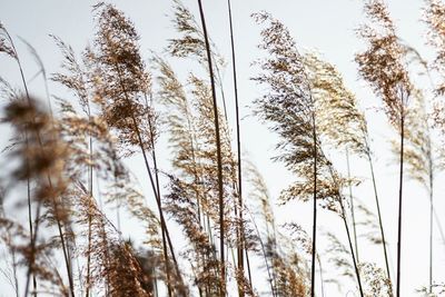 Low angle view of trees against sky