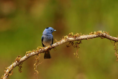 Close-up of bird perching on branch