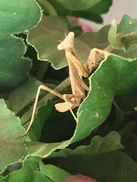 Close-up of insect on leaf