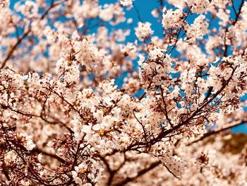 Low angle view of cherry blossoms on tree