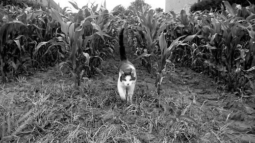 Portrait of dog on field