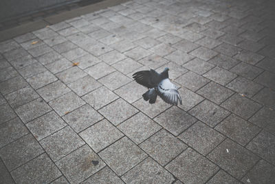 High angle view of pigeon flying over footpath