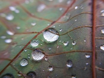 Close-up of water drops on leaf