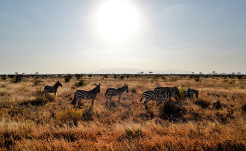 Zebras under the hot african sun, kenya