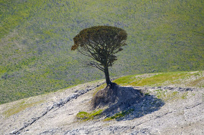 High angle view of tree on field