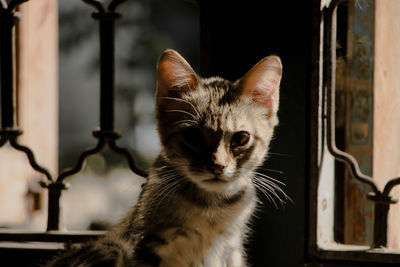 Close-up portrait of a cat