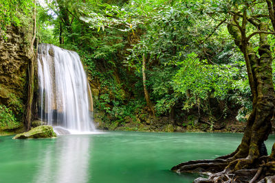 Scenic view of waterfall in forest