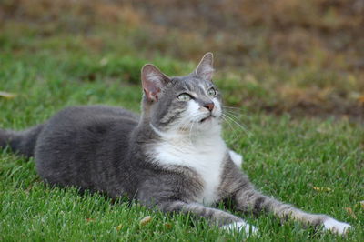 Cat relaxing on grass