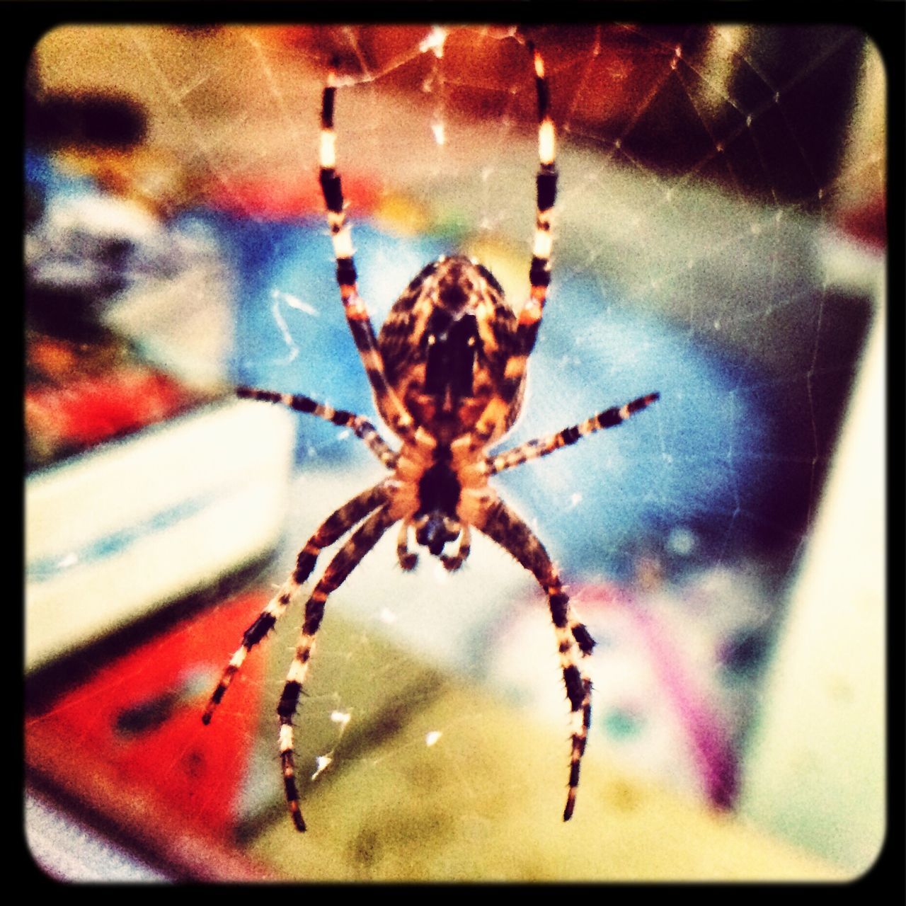 insect, animal themes, transfer print, animals in the wild, one animal, wildlife, indoors, spider, auto post production filter, close-up, spider web, focus on foreground, selective focus, no people, full length, day, window, pattern, high angle view