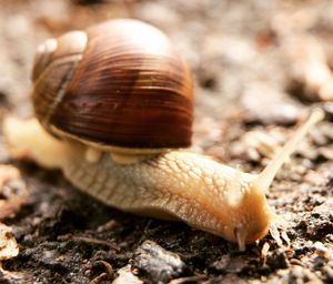 Close-up of snail on land