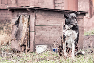 Portrait of dog sitting on field