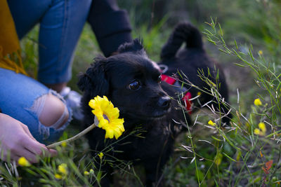 Black dog in the forest next to a yellow flower.