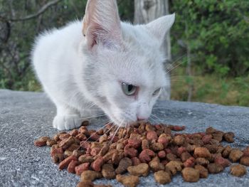 Close-up of cat eating food
