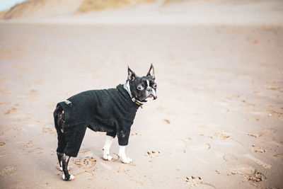 Portrait of dog standing on sand