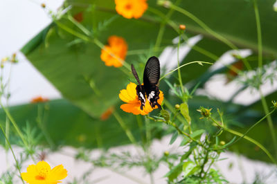 Close-up of black butterfly pollinating on orange cosmos flower