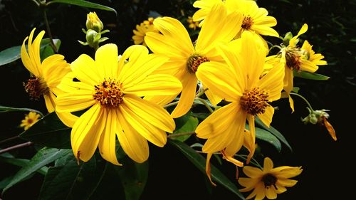 Close-up of yellow flowers blooming outdoors