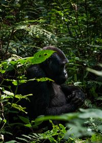 Close-up of gorilla in forest