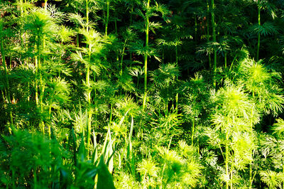 Full frame shot of fresh green plants