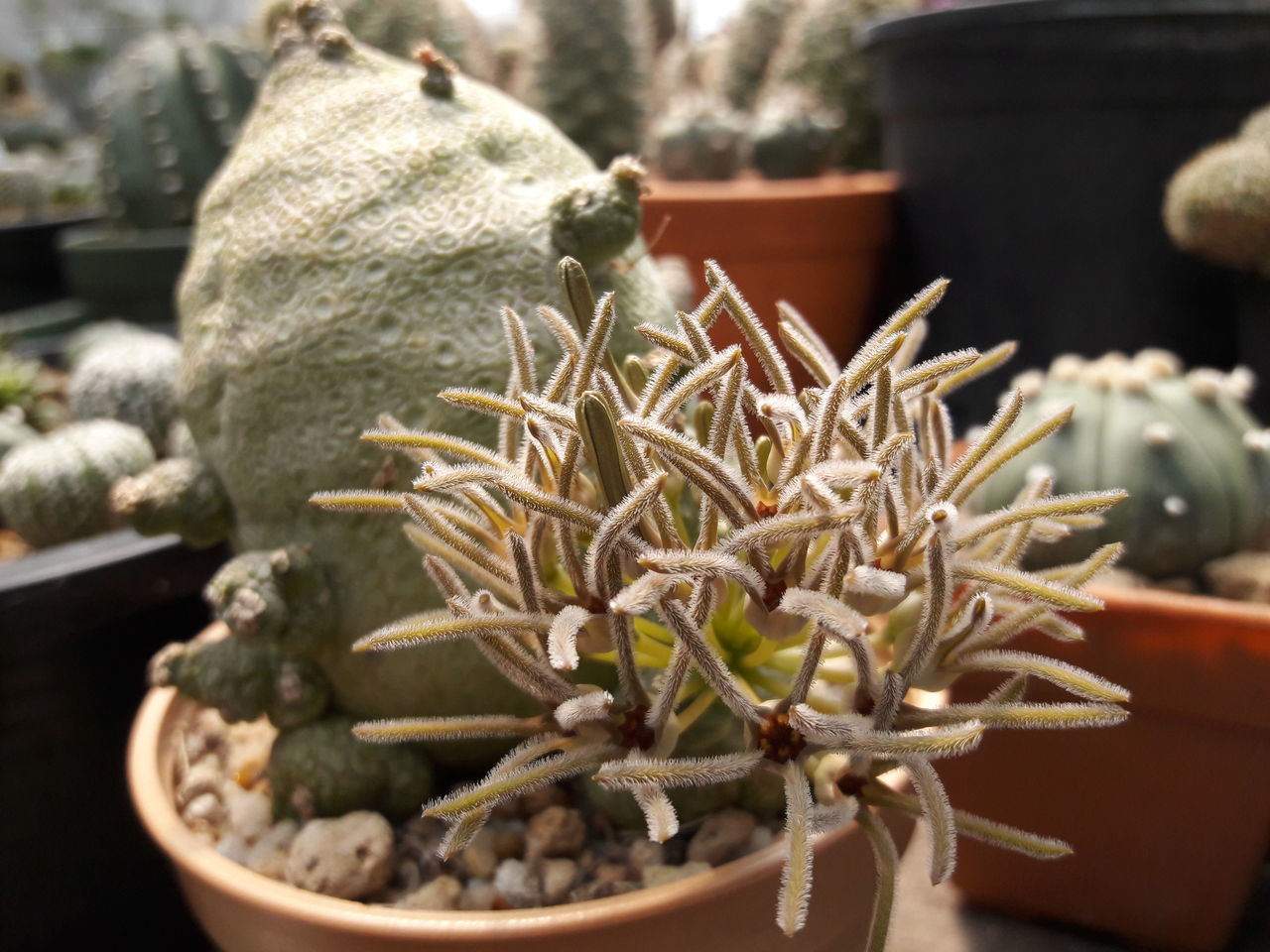 CLOSE-UP OF CACTUS FLOWER POT