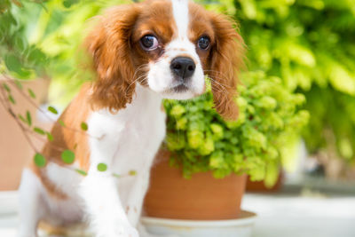 Close-up portrait of a dog