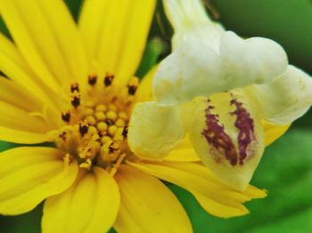 Close-up of yellow flower blooming outdoors