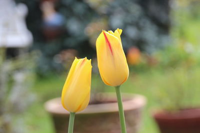 Close-up of yellow flower