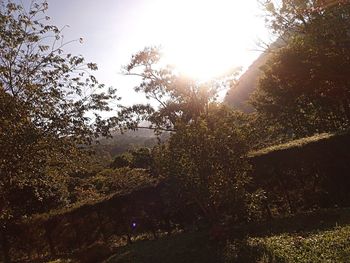 Scenic view of trees against sky on sunny day