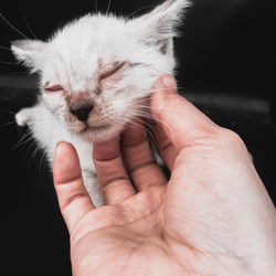 Close-up of hand holding cat against black background