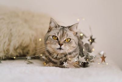 A cat of the scottish straight cat breed sits on a bed. good new year spirit.