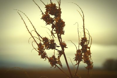 Close-up of plant against white background