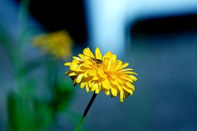 Insect on yellow flowering plant