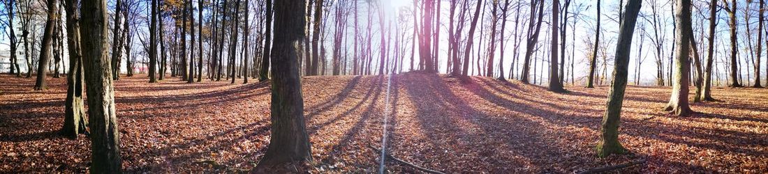 Panoramic shot of trees in forest