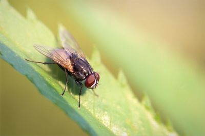 Close-up of insect on leaf