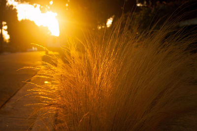 Close-up of illuminated plants growing on field against sky at night