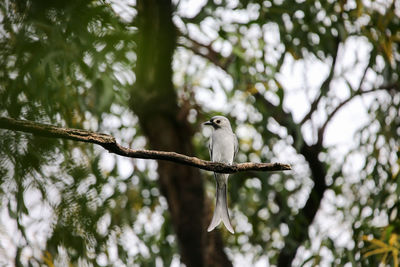 Low angle view of bird perching on branch