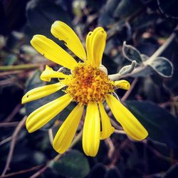 Close-up of yellow flower