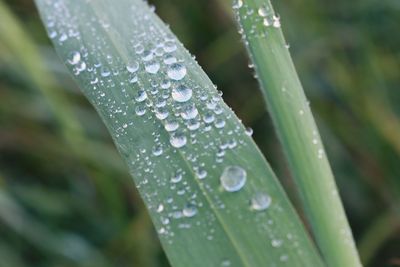 Close-up of raindrops on leaves