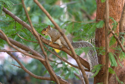 Squirrel in the central park in new york city