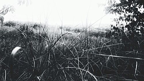 Plants growing on landscape