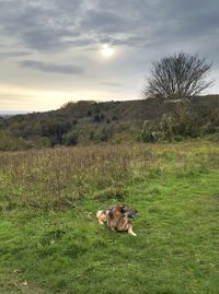 Dog on field against sky